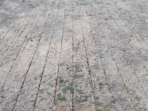 The Parched Earth Of Shepherd's Bush Cricket Club
