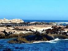 Cape Point & Cape Of Good Hope | Oct 25 | Full Day Trip