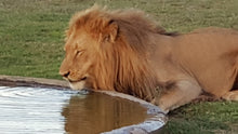 Addo Elephant National Park | Schotia Private Game Reserve | Full Day Trip