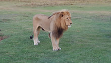 Addo Elephant National Park | Schotia Private Game Reserve | Full Day Trip