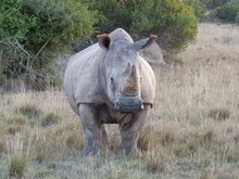 Addo Elephant National Park | Schotia Private Game Reserve | Full Day Trip