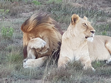 Addo Elephant National Park | Schotia Private Game Reserve | Full Day Trip