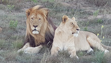 Addo Elephant National Park | Schotia Private Game Reserve | Full Day Trip