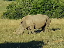 Addo Elephant National Park | Schotia Private Game Reserve | Full Day Trip