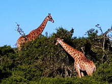 Addo Elephant National Park | Schotia Private Game Reserve | Full Day Trip