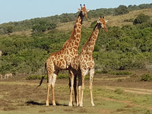 Addo Elephant National Park | Schotia Private Game Reserve | Full Day Trip