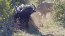 Addo Elephant National Park | Schotia Private Game Reserve | Full Day Trip