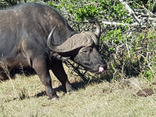 Addo Elephant National Park | Schotia Private Game Reserve | Full Day Trip