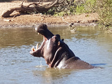 Addo Elephant National Park | Schotia Private Game Reserve | Full Day Trip