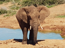 Addo Elephant National Park | Schotia Private Game Reserve | Full Day Trip