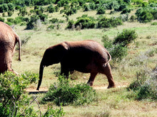 Addo Elephant National Park | Schotia Private Game Reserve | Full Day Trip