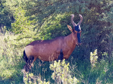 Addo Elephant National Park | Schotia Private Game Reserve | Full Day Trip