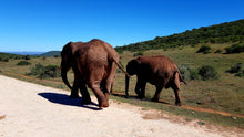 Addo Elephant National Park | Schotia Private Game Reserve | Full Day Trip