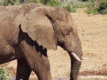 Addo Elephant National Park | Schotia Private Game Reserve | Full Day Trip