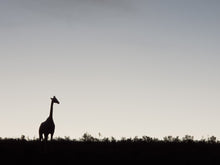 Addo Elephant National Park | Schotia Private Game Reserve | Full Day Trip