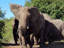Addo Elephant National Park | Schotia Private Game Reserve | Full Day Trip