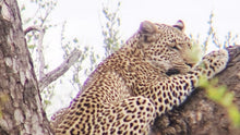 Kruger National Park | Blyde River Canyon | 7 Night Safari | Australian Cricket Tour Of South Africa 2026 | Deposit Booking